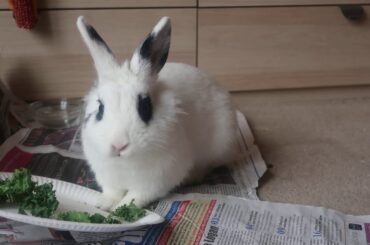 CUTE BUNNY ENJOYING A DELICIOUS KALE BREAKFAST AND A NAP RIGHT AFTER !