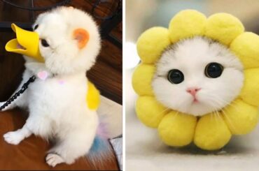 Baby Dogs - Cute and Funny Puppy Videos Compilation #2