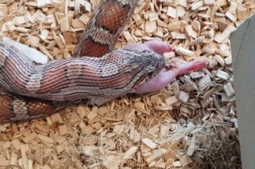 Corn snake eating baby rabbit // part 2