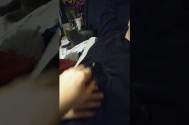 It's my new sweet baby bunny Oreo he's super cute watch to the end😀😀😀😀