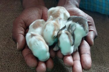RABBITS PLAYING CUTE BUNNYS