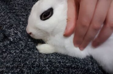 How to put your Bunny to sleep in 10 seconds  | Bunny Purring