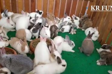 cute rabbit videos farming