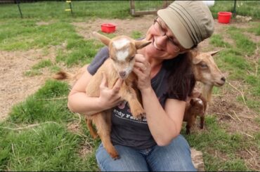 ALL the BABY Animals will Brighten YOUR DAY!!!