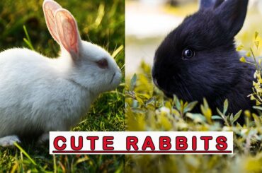 Cute Rabbits