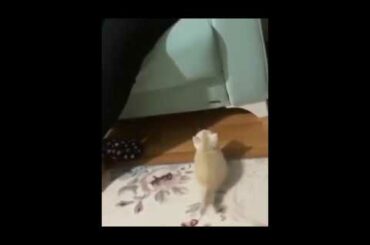 Cute animals cute cat baby animals pet