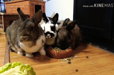 ⚘⚘Rabbit pet cute animal dwarf⚘⚘