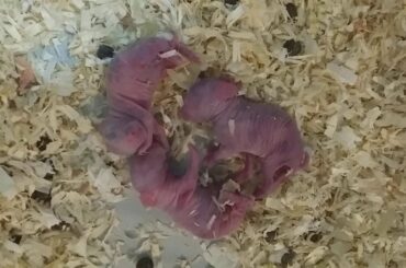 Three baby rabbits born a few hours ago