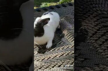 #Cute rabbit 🐰🐇🐰#Very cute rabbit#rabbit challenger