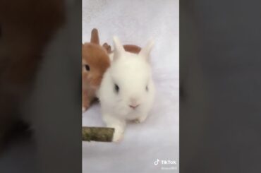 A cute little bunnies