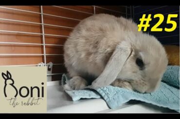 Cute baby bunny plays around with his rug | Roni The Rabbit | #25