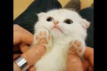 Cute animals cute cat baby animals pet