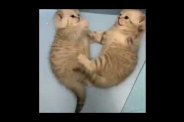 Cute animals cute cat baby animals