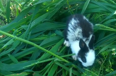 Little beautiful rabbit baby is eating oat plants in video scene|Nature tv one