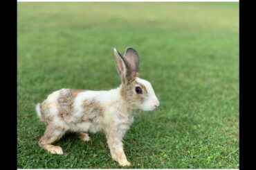 Day:1#Playing with Jack & Jill//cute rabbits