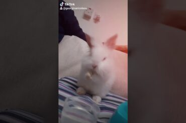 Rabbit Bunny cute baby shark song