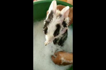 #cuterabbit# #rabbit# #rabbit bathing# #bath at home#