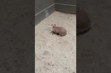 Cute little bunny !💜