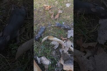 Really Cute Baby Bunny's Taking First Steps!