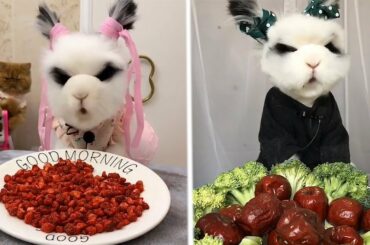 Cute rabbit eating 😂😍😋 Wonderful pet video  2020 ● Episode 01●