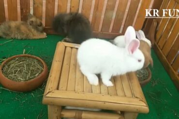 cute rabbit baby farming
