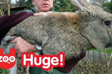 Really BIG Bunny