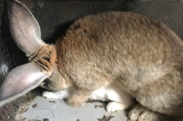 rabbit caras in falmish jand rabbit baby for sale 03450406704