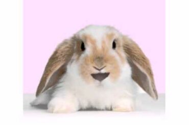 cute rabbit laughing خنده خرگوش ناز نازی