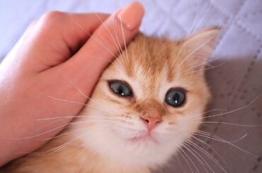 Sleepy Kittens | Cute Purring