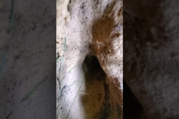 Our baby bunny playing