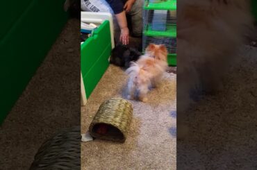 My bunny Crystal cute!