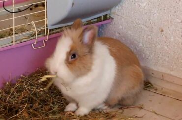A cute rabbit eating hay
