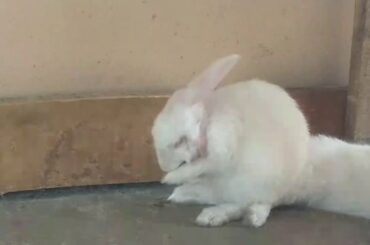 Bunny Baby action | Lovely | so cute😍