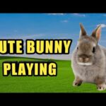 #bunny #playing bunny #cute bunny Naglalaro c barbie..