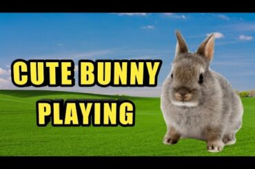 #bunny #playing bunny #cute bunny Naglalaro c barbie..