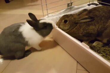 Have you ever heard rabbit sounds?