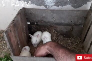 How to keep Rabbits in Cage System- Rabbit farming Cage Setup || East Farm || Episode 12