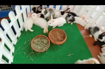 ASMR Pretty​ Bunny and Rabbit So cute (Eating) 09