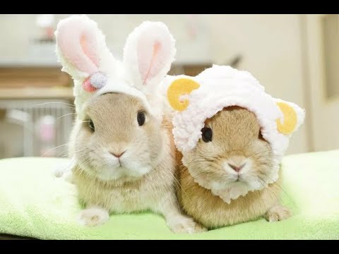 Baby Bunny Rabbits Jumping and Eating 🐇