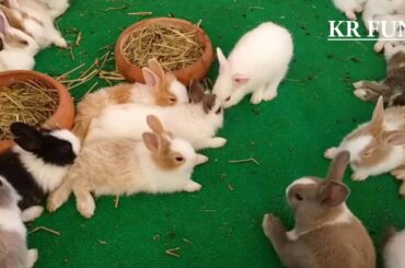 cute rabbit baby videos farming