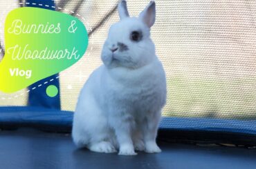 Vlog | Cute bunnies and woodworking!?