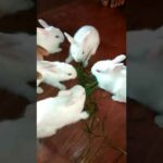 the cutest baby bunny rabbit compilation ever