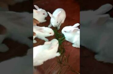the cutest baby bunny rabbit compilation ever