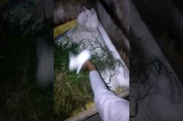 the cutest baby bunny rabbit compilation ever 2