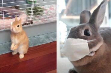 Funny and Cute Baby Bunny Rabbit Videos - #01