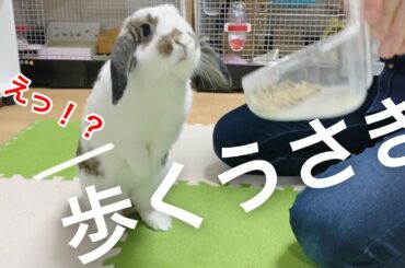 最高に可愛い歩くうさぎ〜The walking rabbit is cute〜＃95