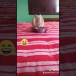 Cute and funny rabbit .