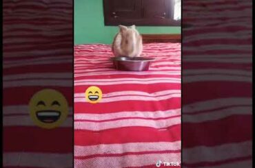 Cute and funny rabbit .