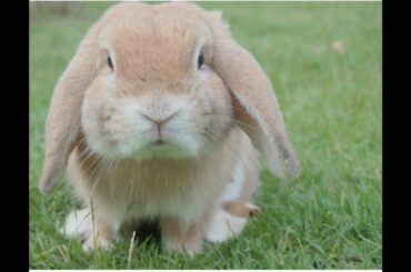 Day:3# Pari Playing with Jack and Jill##cute rabbit's