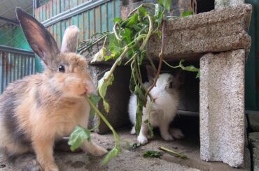 Rabbits eating grass tropical hole asmr  | bunny cute